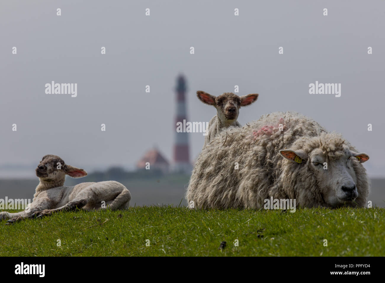 Schafe am Deich Banque D'Images