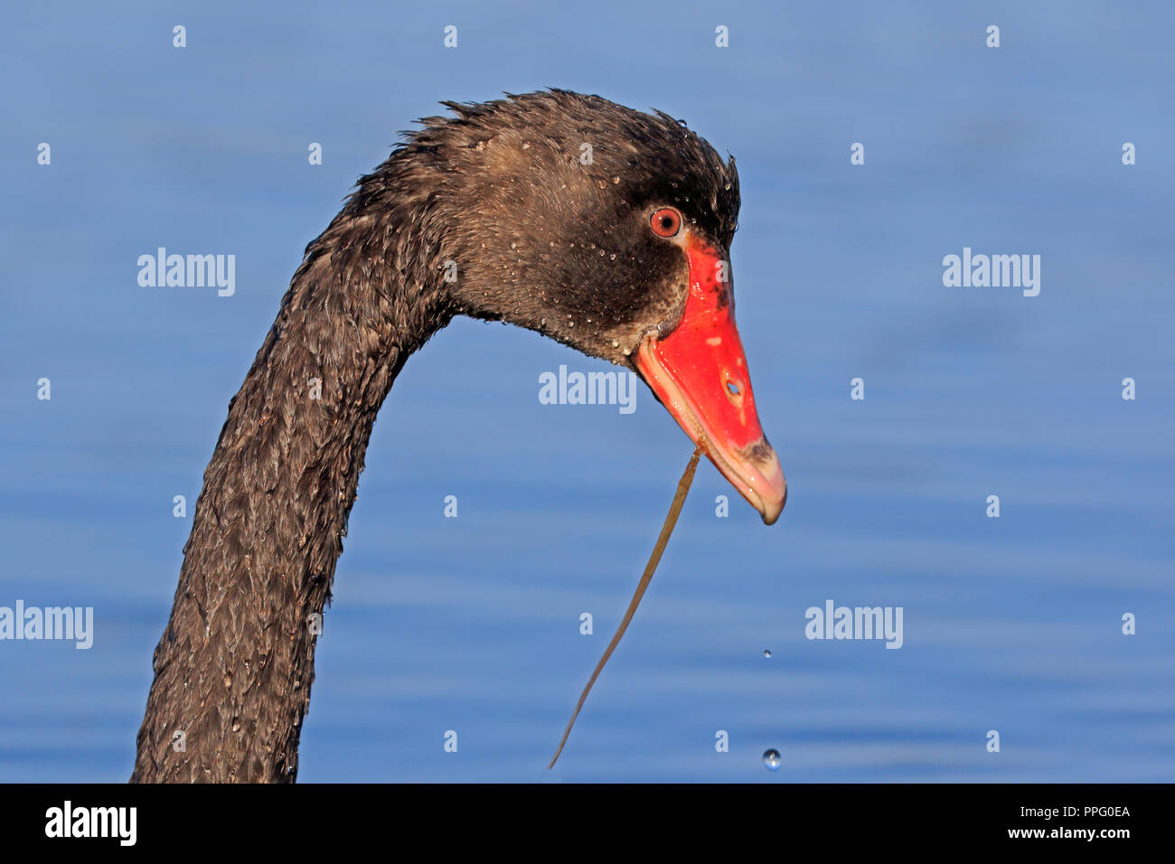 Black Swan head dans le Queensland en Australie Banque D'Images