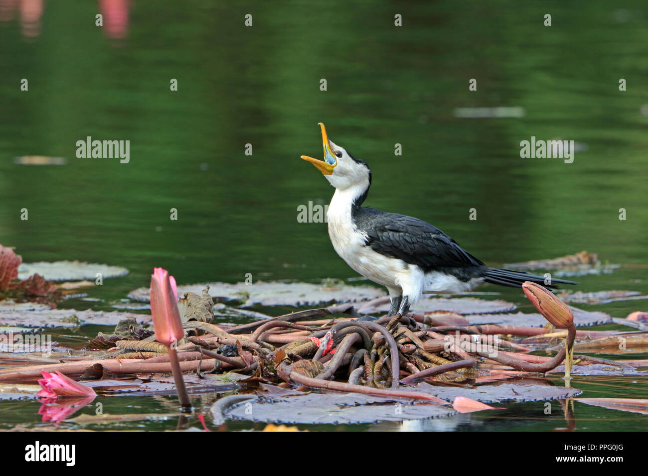 Aigrette garzette appelant Banque D'Images