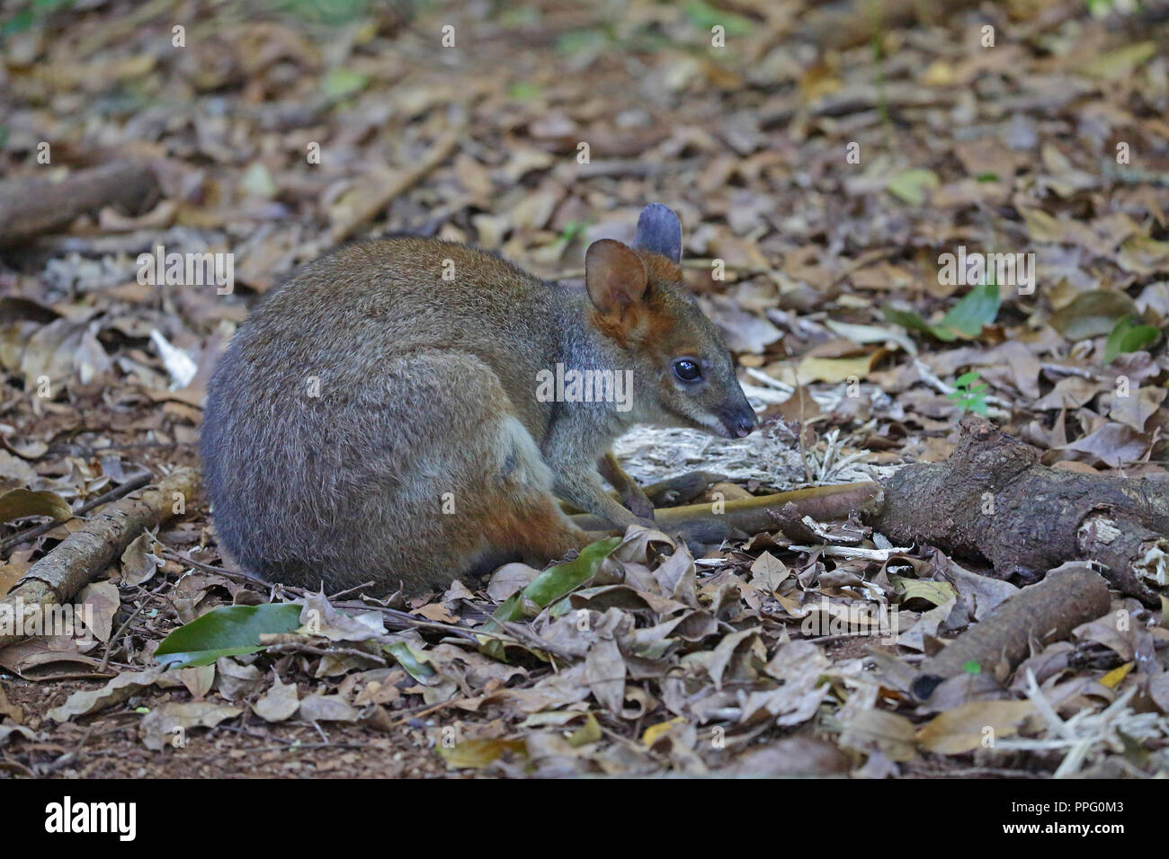 Une pattes rouges Calliste dos-Bleu Ile-de-France France Banque D'Images