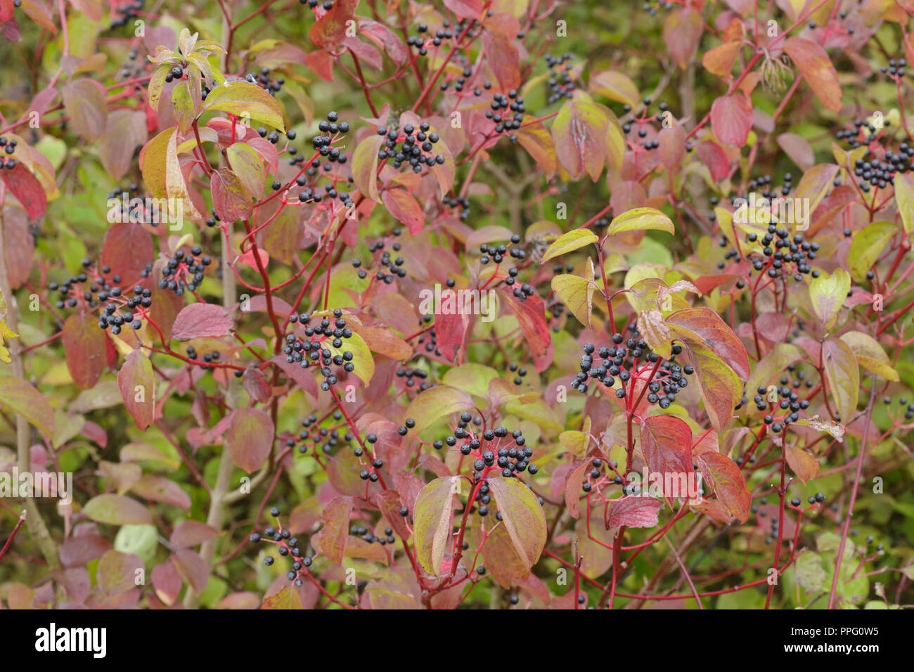 Cornouiller (Cornus sanguinea commune) close-up de fruits et de feuilles à l'automne la couleur, West Yorkshire, Angleterre, septembre Banque D'Images