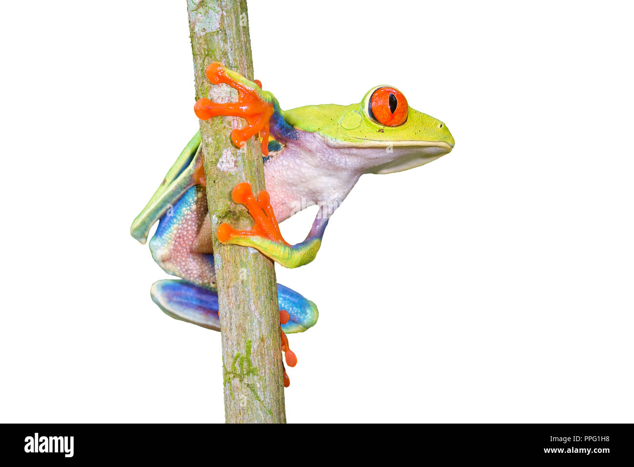 Red-eyed Tree Frog, "agalychnis callidryas" -Sarapiqui, Costa Rica Banque D'Images