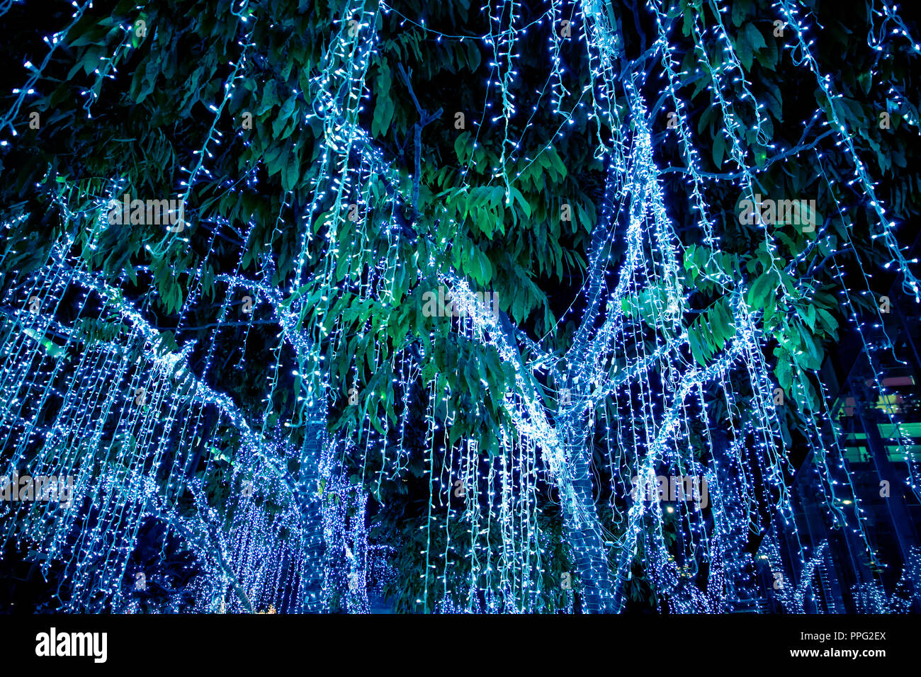 Arbres décorés avec des lumières colorées et des ornements on city street dans le temps des fêtes de nuit à Bangkok, Thaïlande Banque D'Images