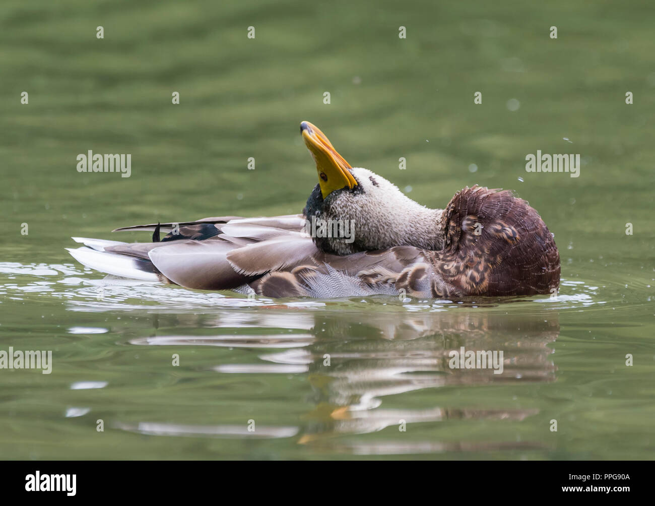 Hen (femelle) Canard colvert (Anas platyrhynchos) sur l'eau se reposer sa tête sur son retour à l'été dans la région de West Sussex, UK. Banque D'Images