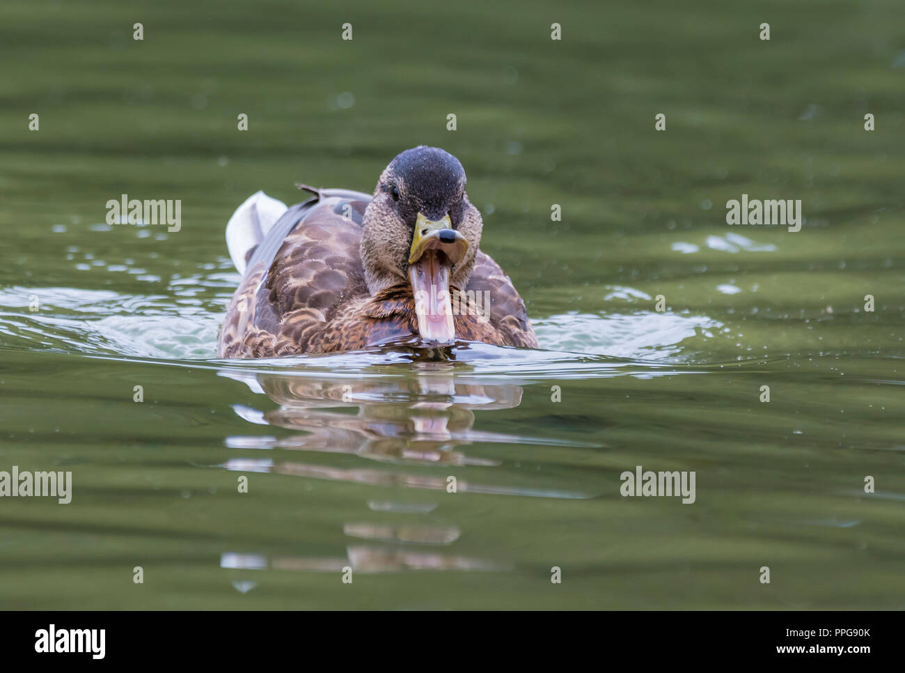 Hen (femelle) Canard colvert (Anas platyrhynchos) nager sur l'eau face à l'avant avec beak (bill) grande ouverte, en été dans le West Sussex, Royaume-Uni. Banque D'Images