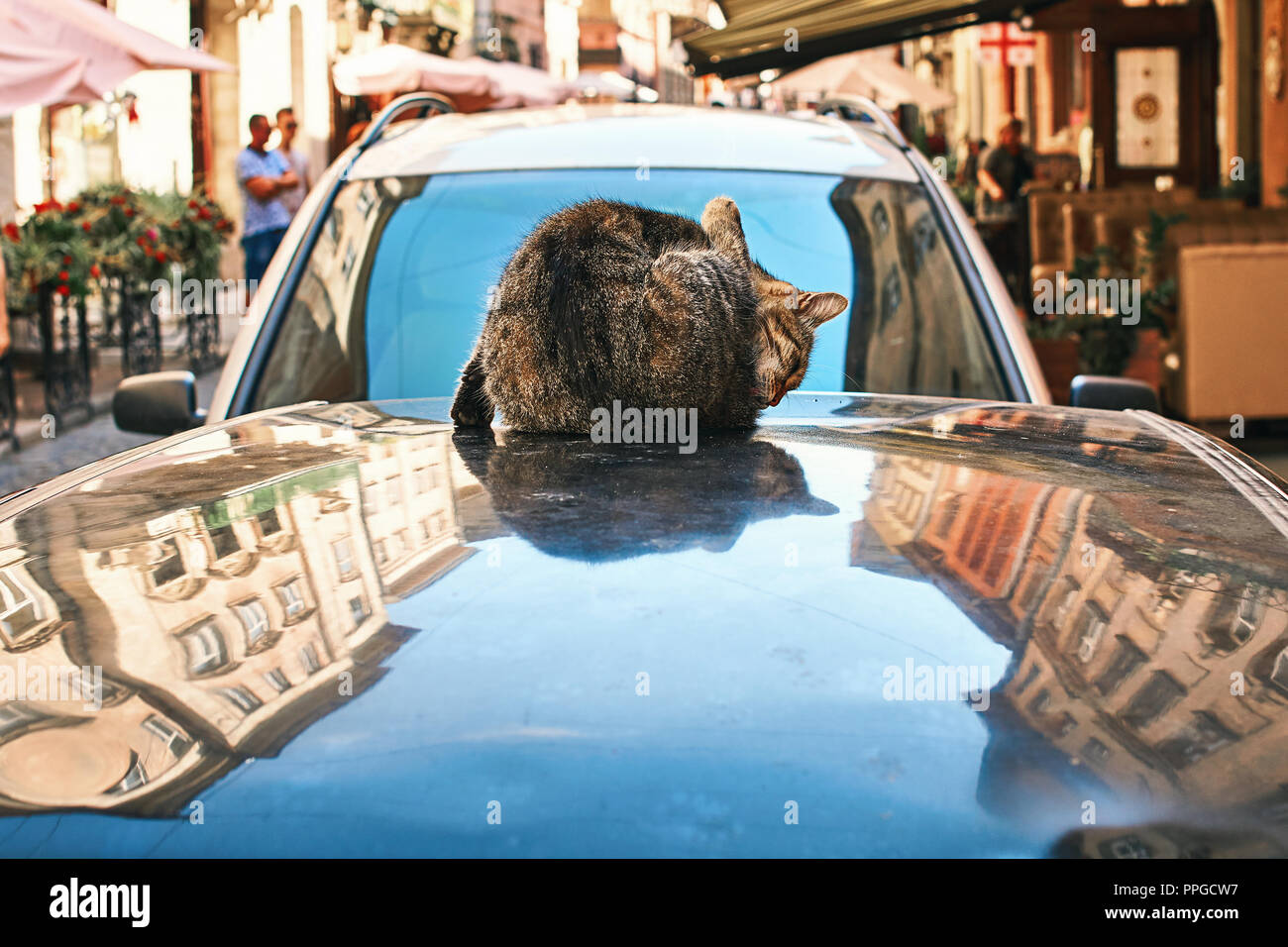Lavage de chat lui-même assis sur un toit d'automobile dans le vieux centre-ville historique européen Banque D'Images