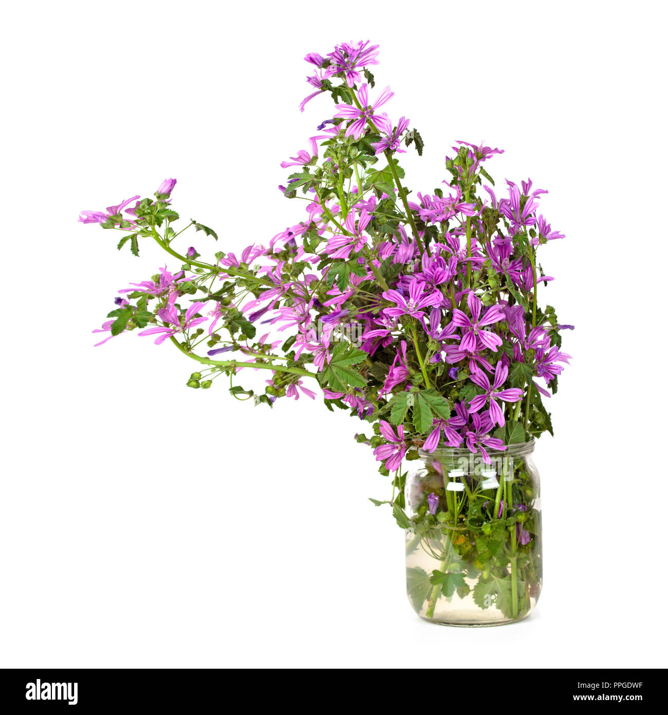 Fleurs sauvages en pot verre isolé sur fond blanc Banque D'Images