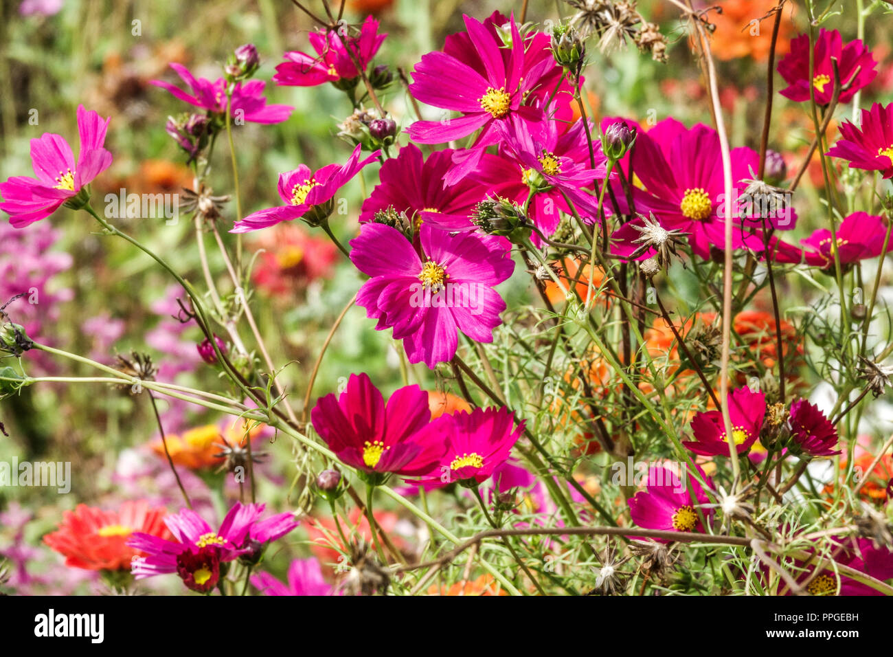 Parterre de fleurs annuelles à la fin de l'été, Jardin Cosmos bipinnatus Banque D'Images