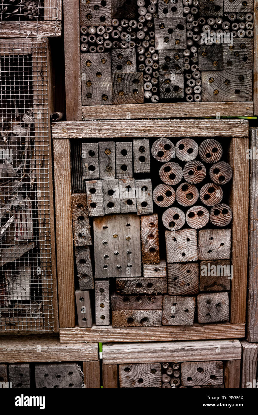 Un gros plan d'un hôtel de l'abeille Banque D'Images