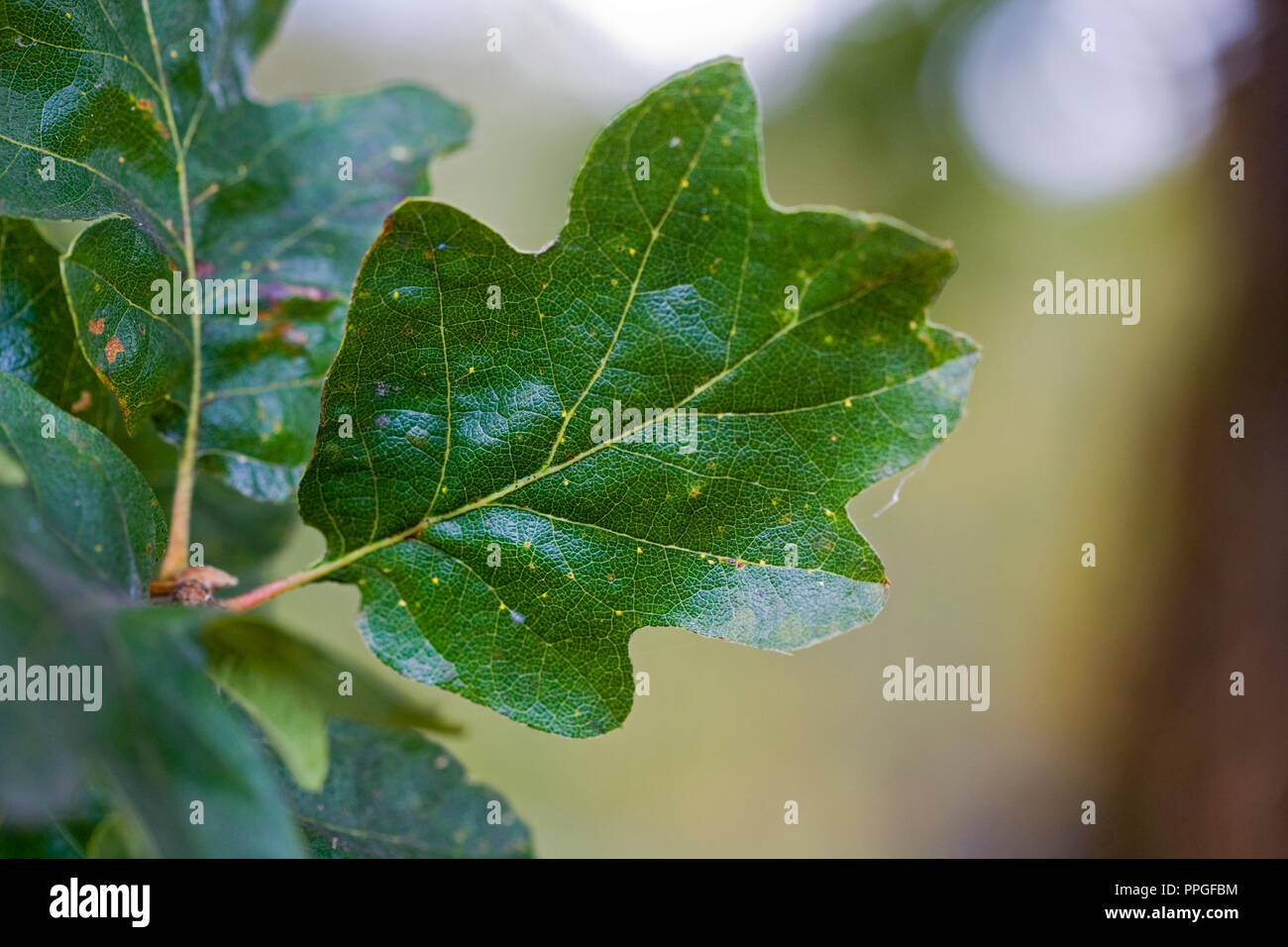 Close up de la feuille d'un arbre Oregon white oak. Banque D'Images
