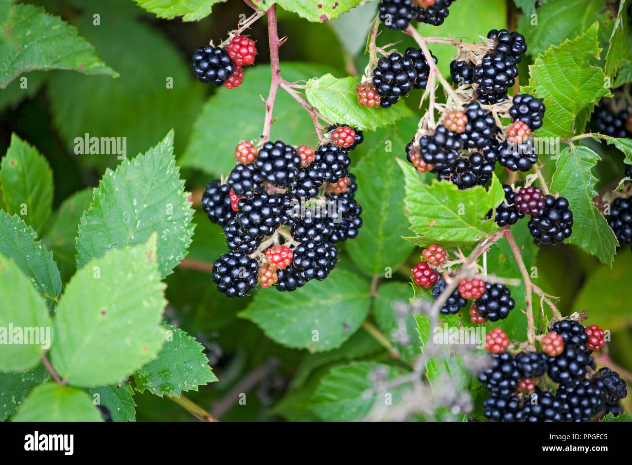 Le stickery vignes de mûres sauvages de l'Himalaya dans la vallée de Willamette en Oregon Banque D'Images