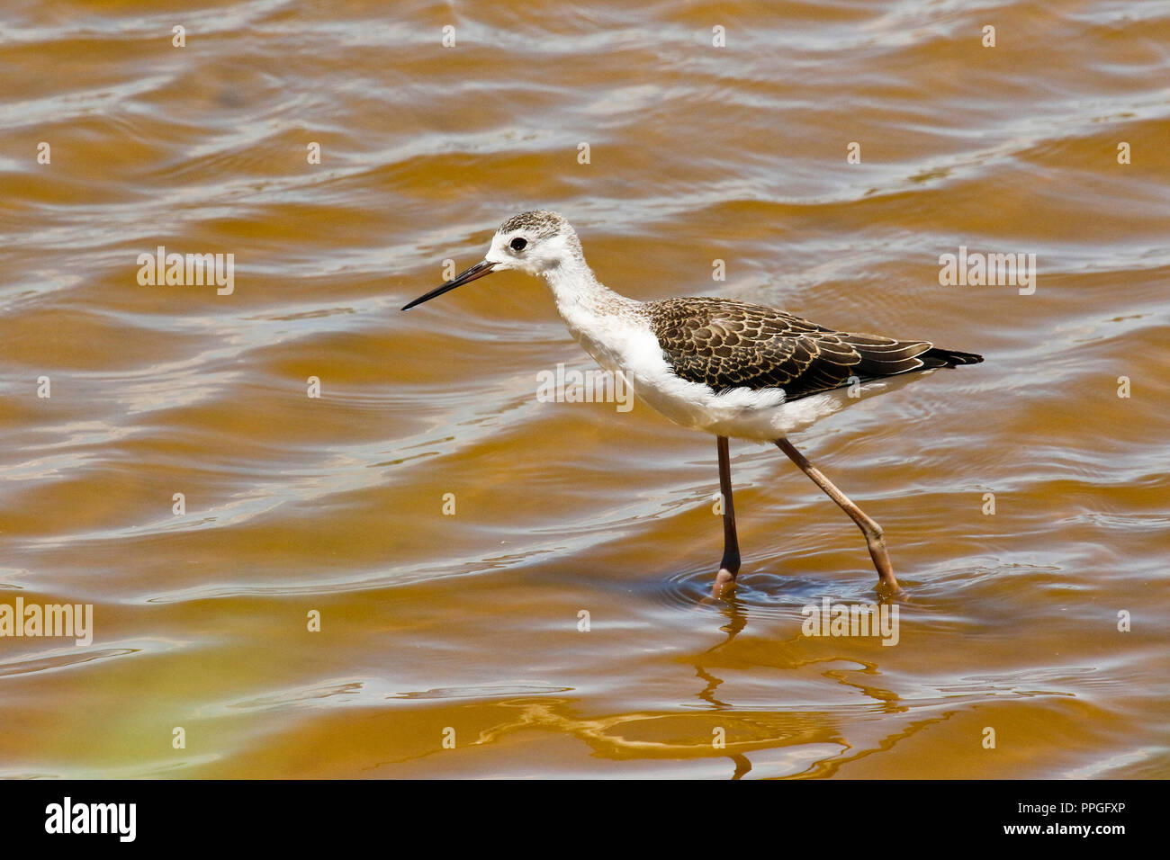 Black-winged Stilt ,Himantopus himantopus, jeune oiseau. Parc naturel du delta de Llobregat. Barcelone. La Catalogne, Espagne Banque D'Images