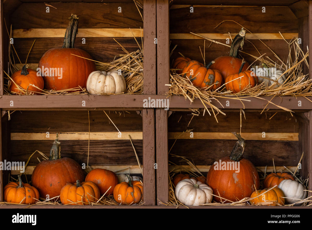 Citrouilles, de taille moyenne et miniature, orange et blanc, La vie toujours afficher sur étagères en bois niché dans la paille avec wood texture background Banque D'Images