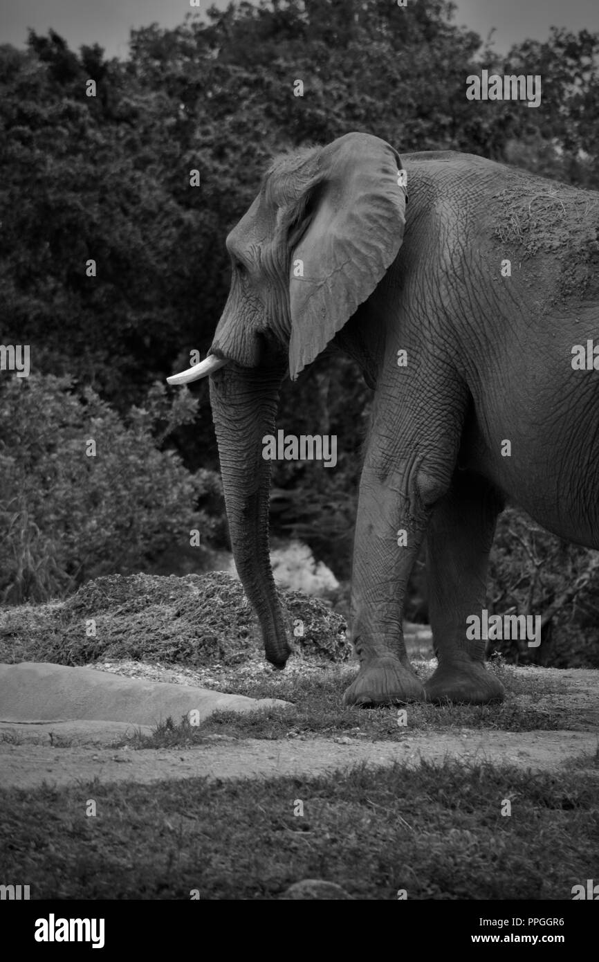 L'éléphant africain NOIR&BLANC Banque D'Images