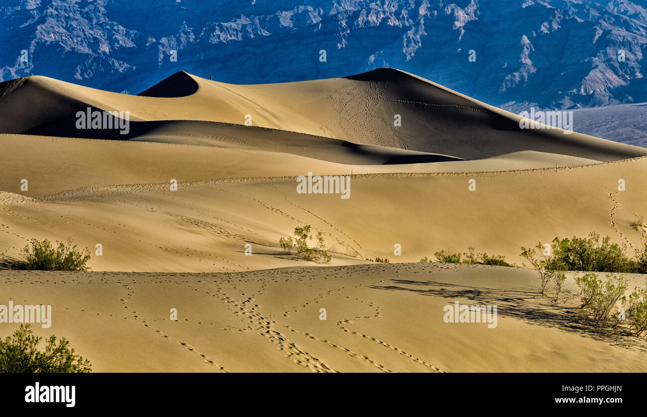 Dunes de sable de Mesquite à plat dans la vallée de la mort Banque D'Images