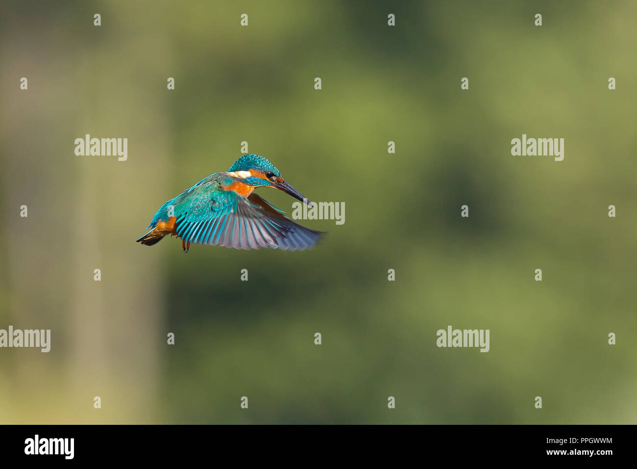 Droitwich, Royaume-Uni. 25 Septembre, 2018. Météo France : avec beaucoup de soleil d'automne d'une durée tout au long de la journée, cet oiseau sauvage, Royaume-Uni Kingfisher est dehors et environ occupé dans sa quête de nourriture. Planant dans les airs, isolé sur une piscine d'eau douce, essayant de repérer son repas du soir, il plonge dans l'eau pour prendre un poisson dans la soirée d'or du soleil. Credit : Lee Hudson/Alamy Live News Banque D'Images