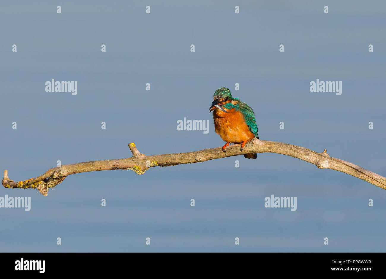 Droitwich, Royaume-Uni. 25 Septembre, 2018. Météo France : avec beaucoup de soleil d'automne d'une durée tout au long de la journée, ce wild bird kingfisher (Alcedo atthis) est dehors et environ occupé dans sa quête de nourriture. soir Credit : Lee Hudson/Alamy Live News Banque D'Images