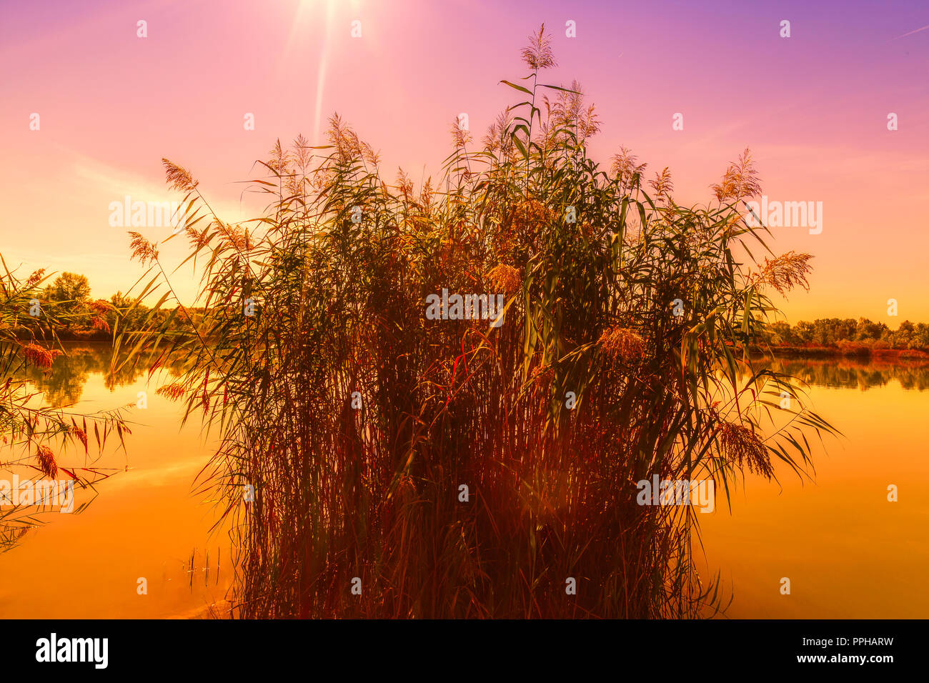 Filtrer la photographie, Wienerberg Teich, Autriche, Vienne Banque D'Images