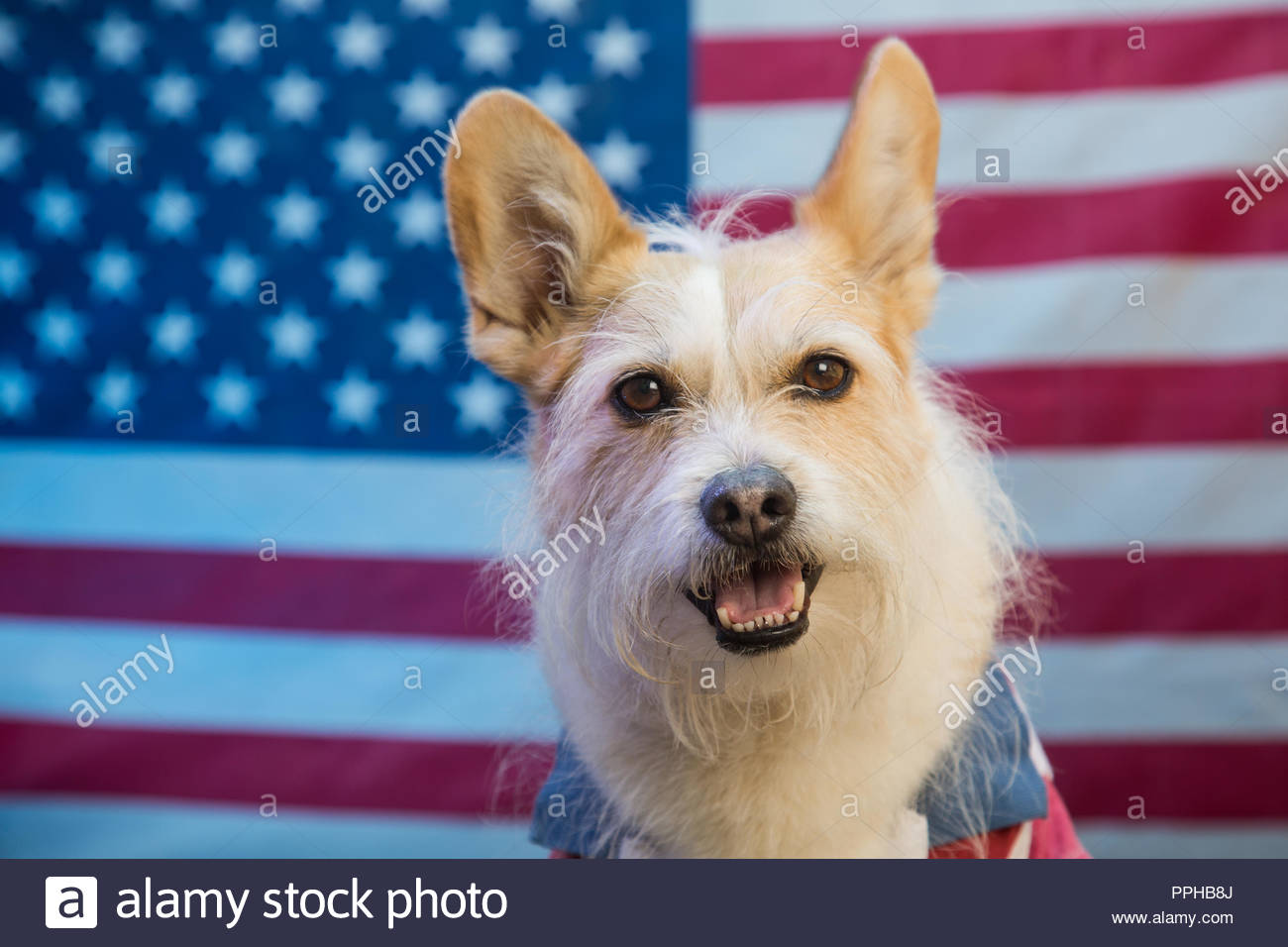 Terrier Petit Mignon Chien Mélanger Avec De Grandes Oreilles