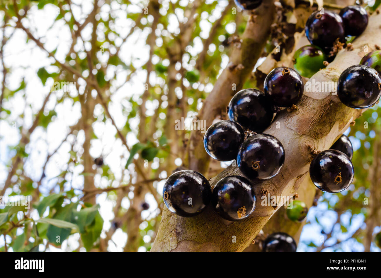 Plusieurs matières grasses et jabuticabas juteux sur la branche d'un arbre. fermer. Banque D'Images