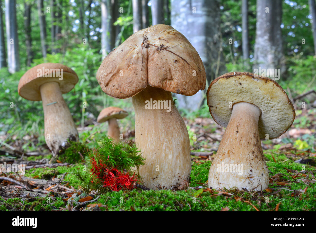 Groupe de quatre Boletus edulis ou Penny Bun champignons, ou CEP en habitat naturel, entre le vert et le rouge en mousse forêt de hêtre de montagne Banque D'Images