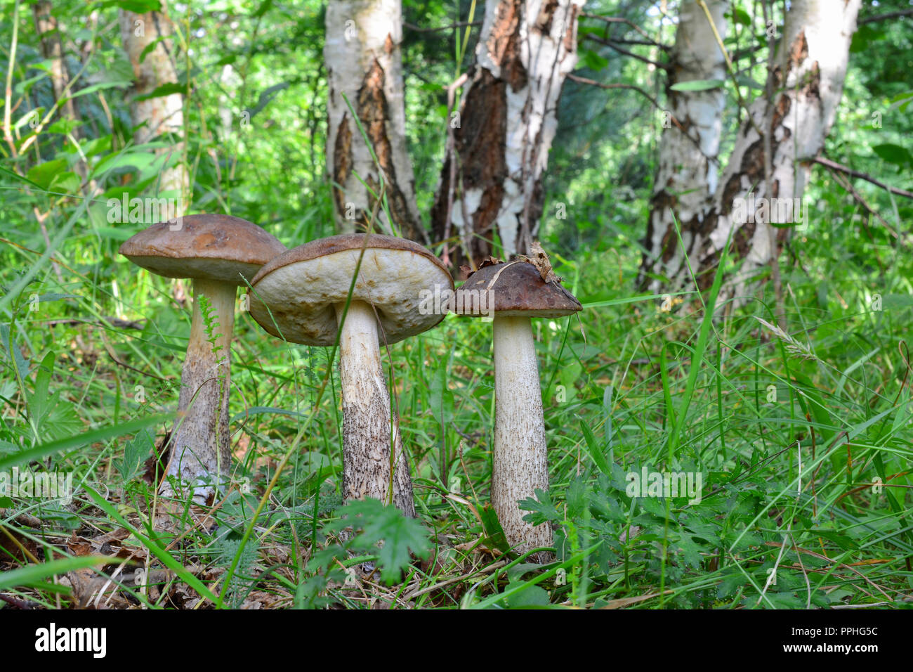 Groupe de trois champignons bolets bouleau brun ou dans le Guide des champignons habitat naturel, forêt de bouleaux Banque D'Images