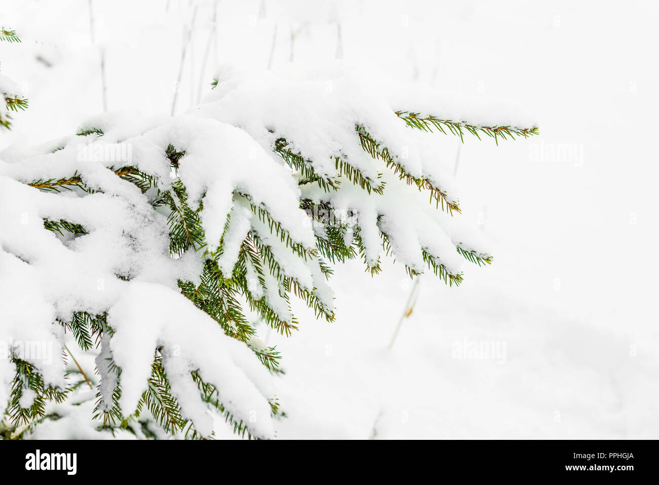 Noël arrière-plan blanc, sapins dans la neige, scène d'hiver Banque D'Images