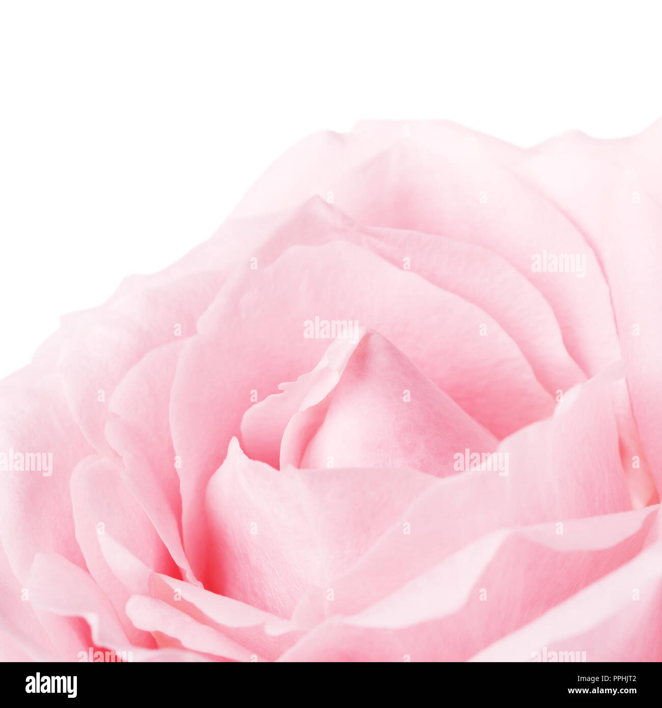 Fleur rose rose unique, isolé sur blanc, Close up Banque D'Images