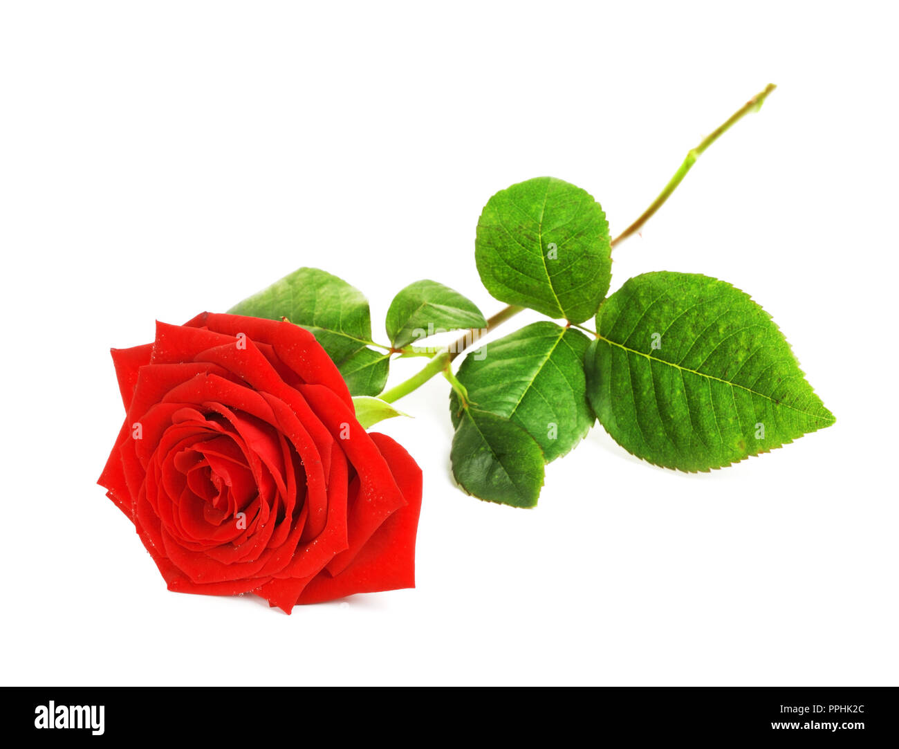 Rose rouge fleur, isolé sur fond blanc Banque D'Images