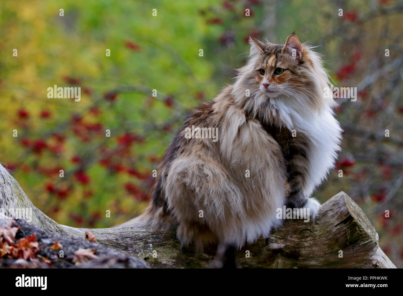 Chat Norvegien Femme Assis Sur Un Journal En Foret D Automne Photo Stock Alamy Chat Norvegien Femme Assis Sur Un Journal En Foret D Automne Photo Stock Alamy