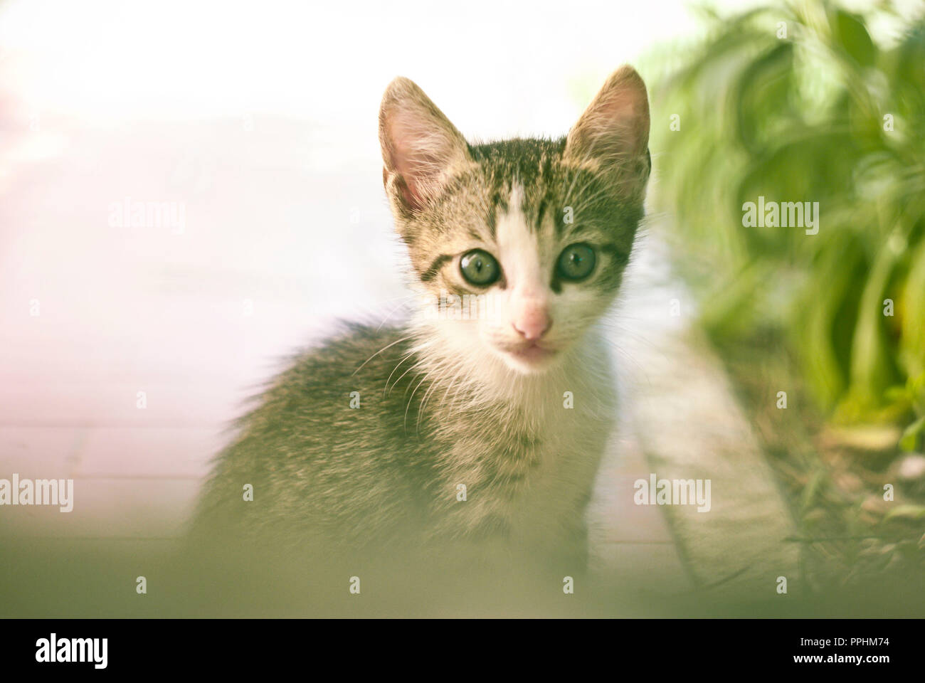 Portrait de chat gris et whtite chiot Banque D'Images