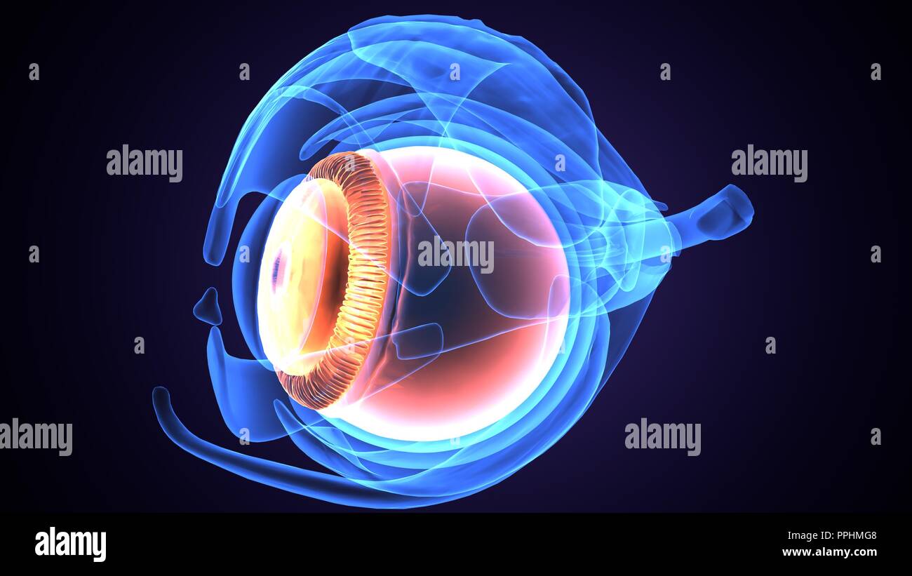 illustration 3d de l'anatomie du globe oculaire du corps humain. Banque D'Images
