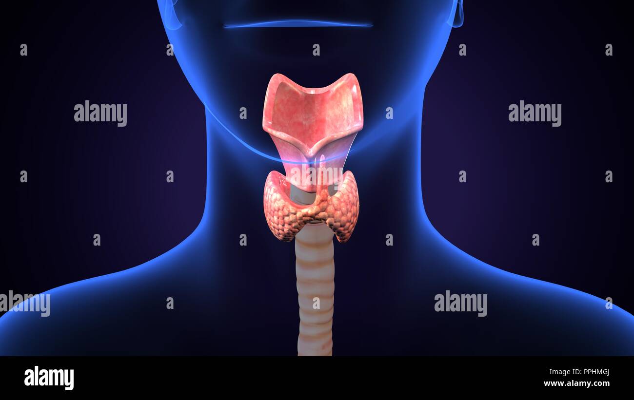 rendu 3d de l'anatomie du larynx des poumons du corps humain. Banque D'Images