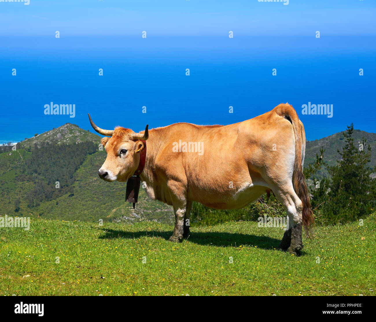 Asturies vache en haute montagne et mer en arrière-plan de l'Espagne Banque D'Images