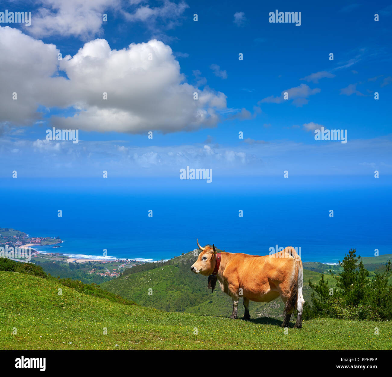 Asturies vache en haute montagne et mer en arrière-plan de l'Espagne Banque D'Images