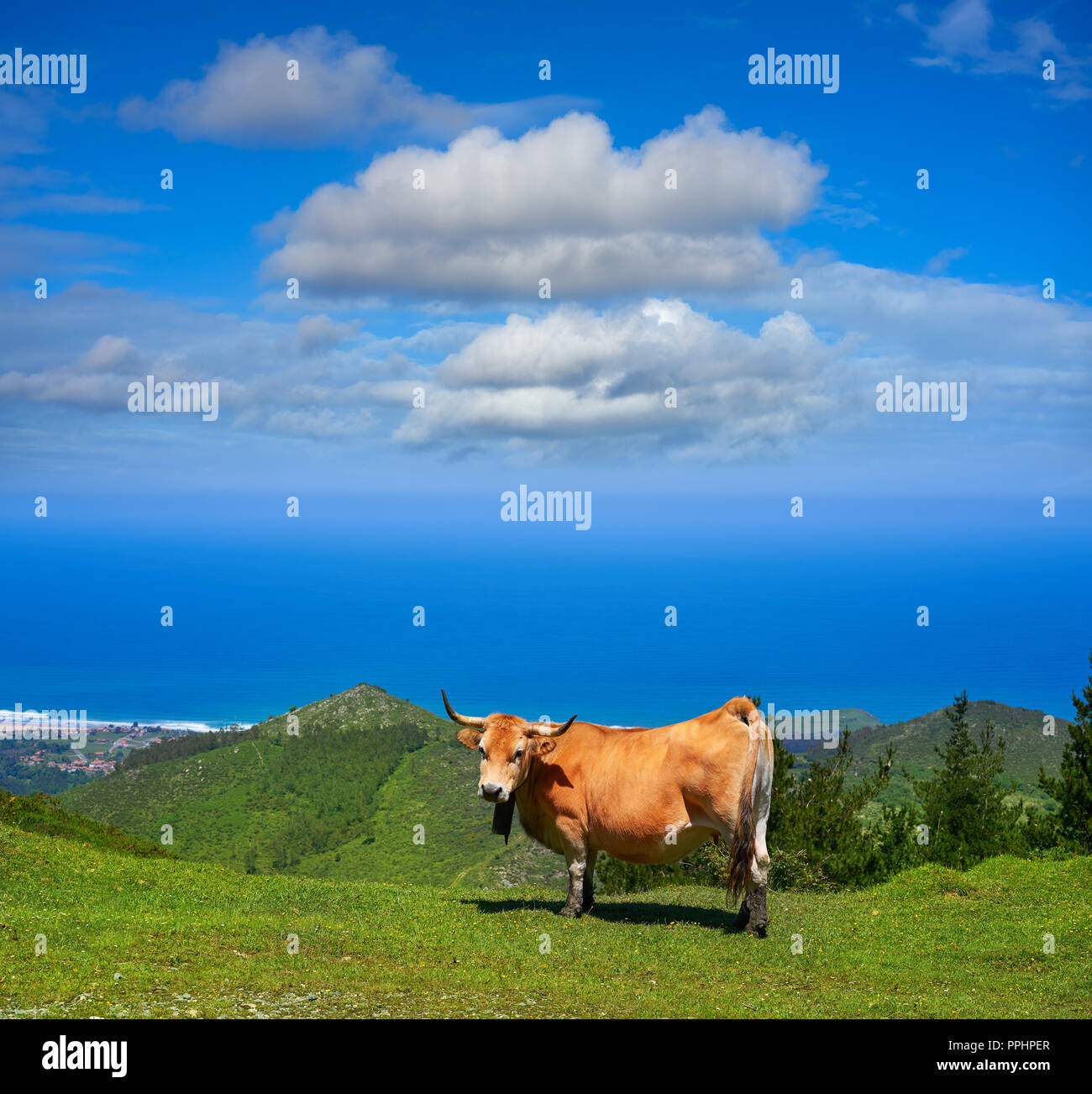 Asturies vache en haute montagne et mer en arrière-plan de l'Espagne Banque D'Images