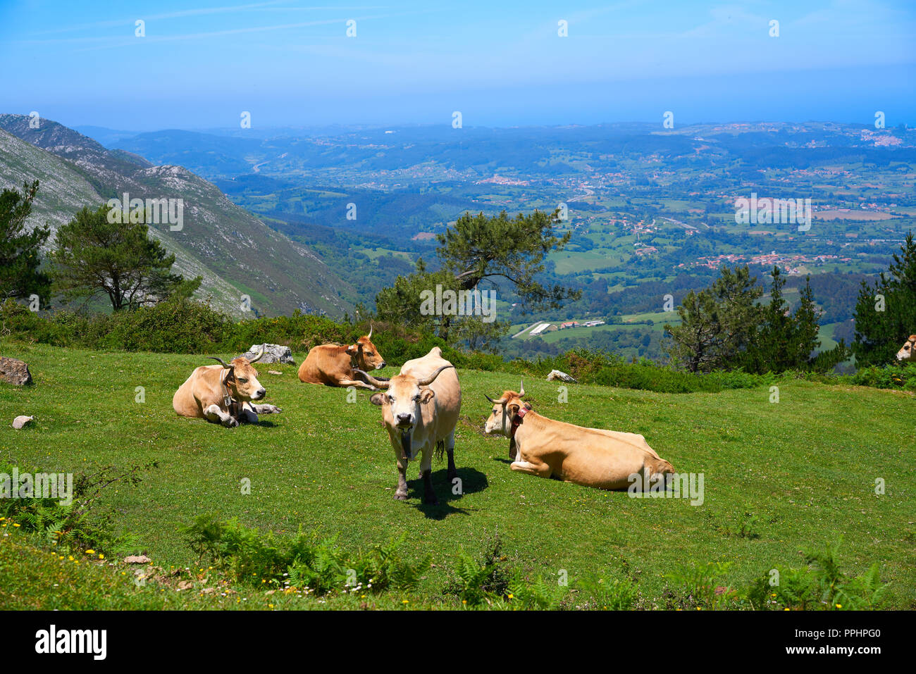 Asturies vache en haute montagne et mer en arrière-plan de l'Espagne Banque D'Images