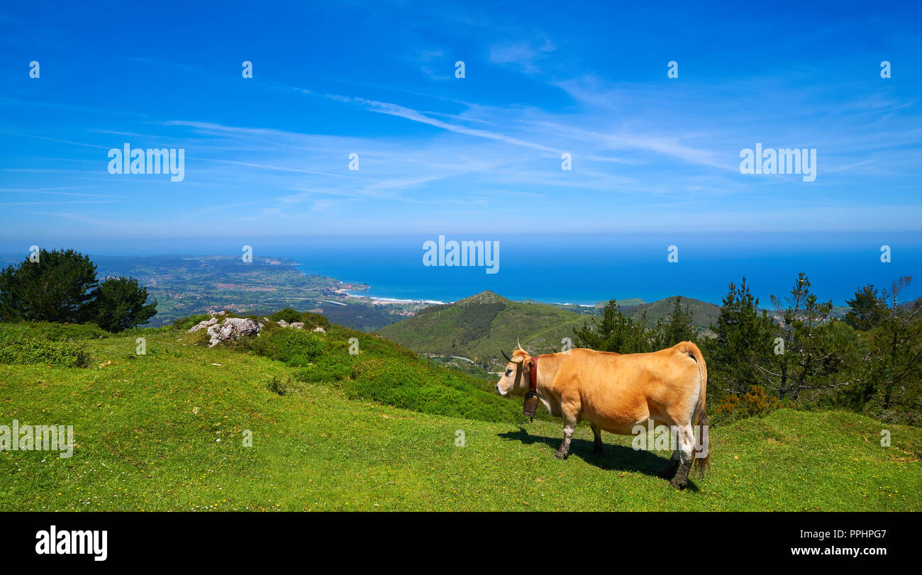 Asturies vache en haute montagne et mer en arrière-plan de l'Espagne Banque D'Images