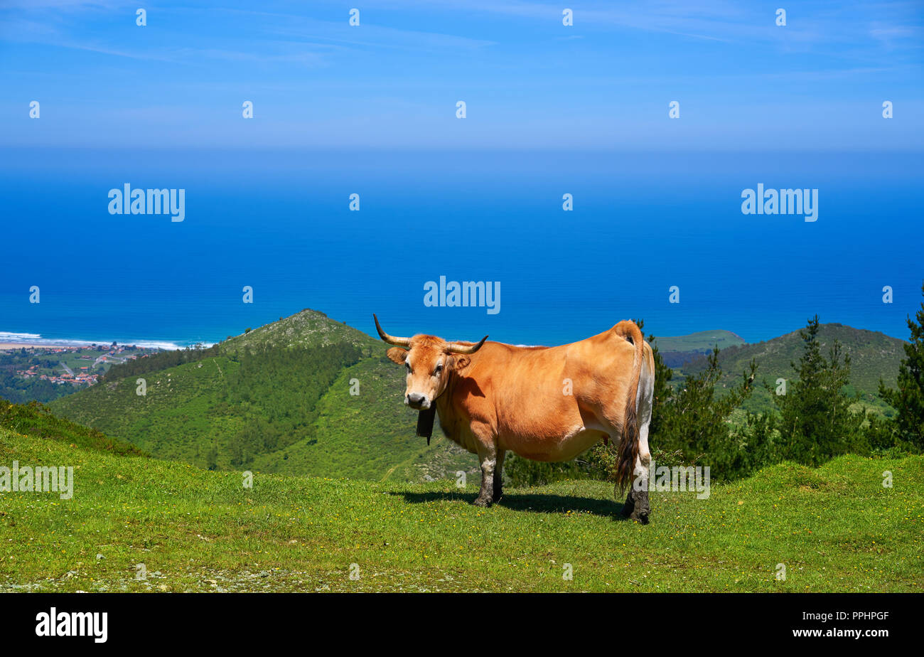 Asturies vache en haute montagne et mer en arrière-plan de l'Espagne Banque D'Images