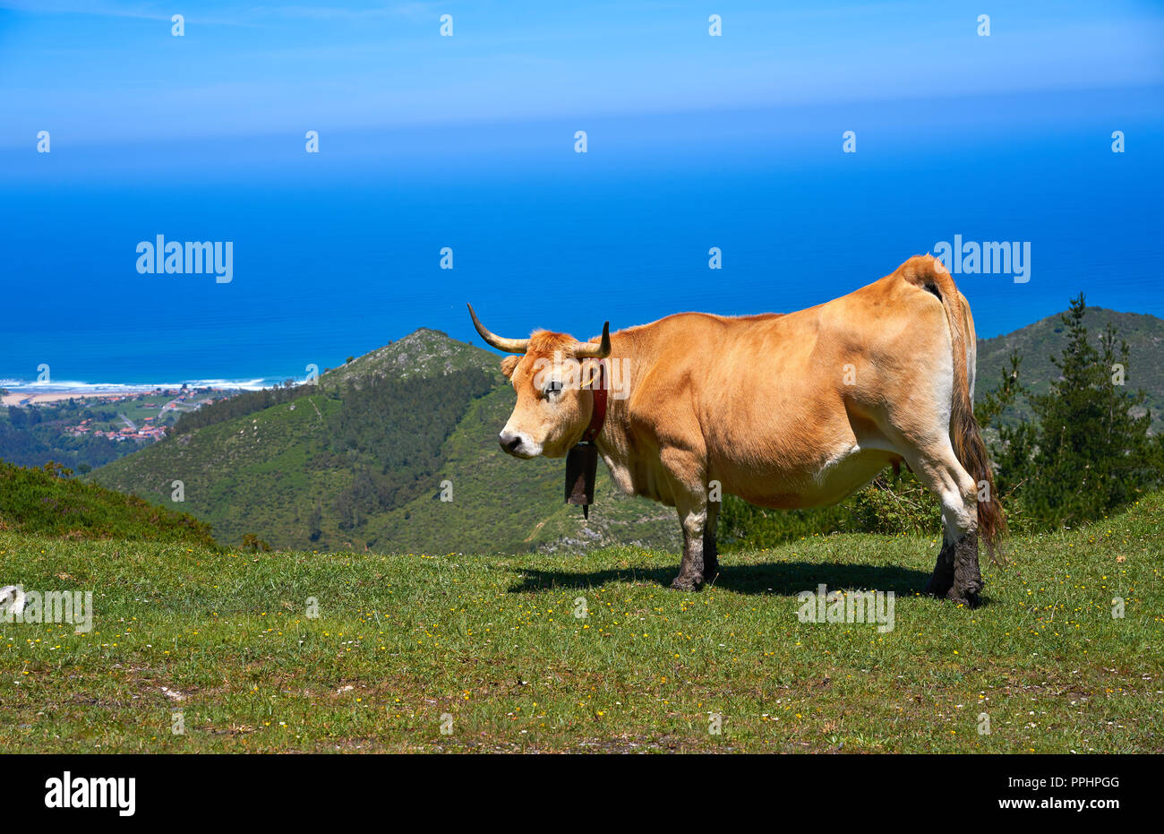 Asturies vache en haute montagne et mer en arrière-plan de l'Espagne Banque D'Images
