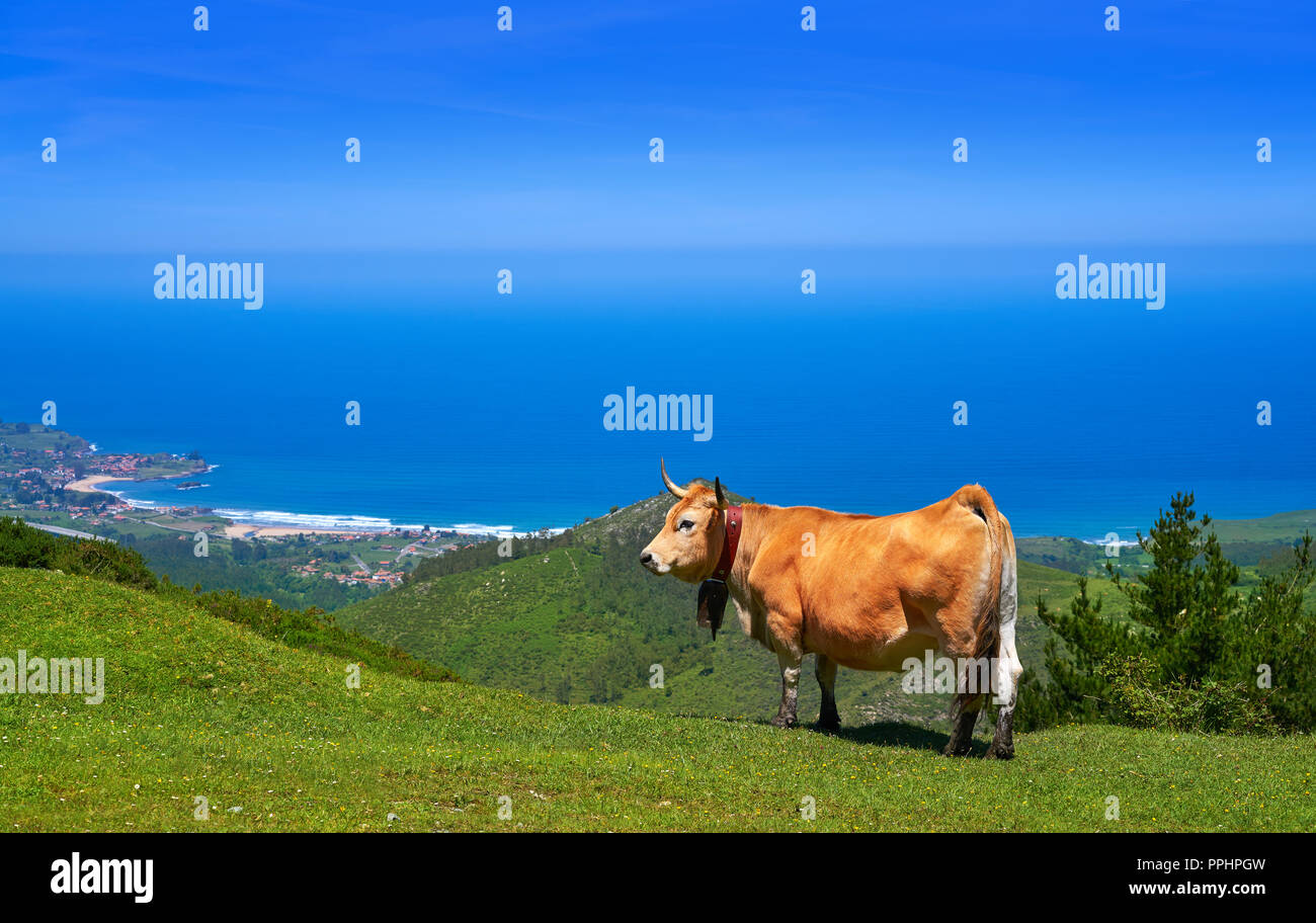 Asturies vache en haute montagne et mer en arrière-plan de l'Espagne Banque D'Images