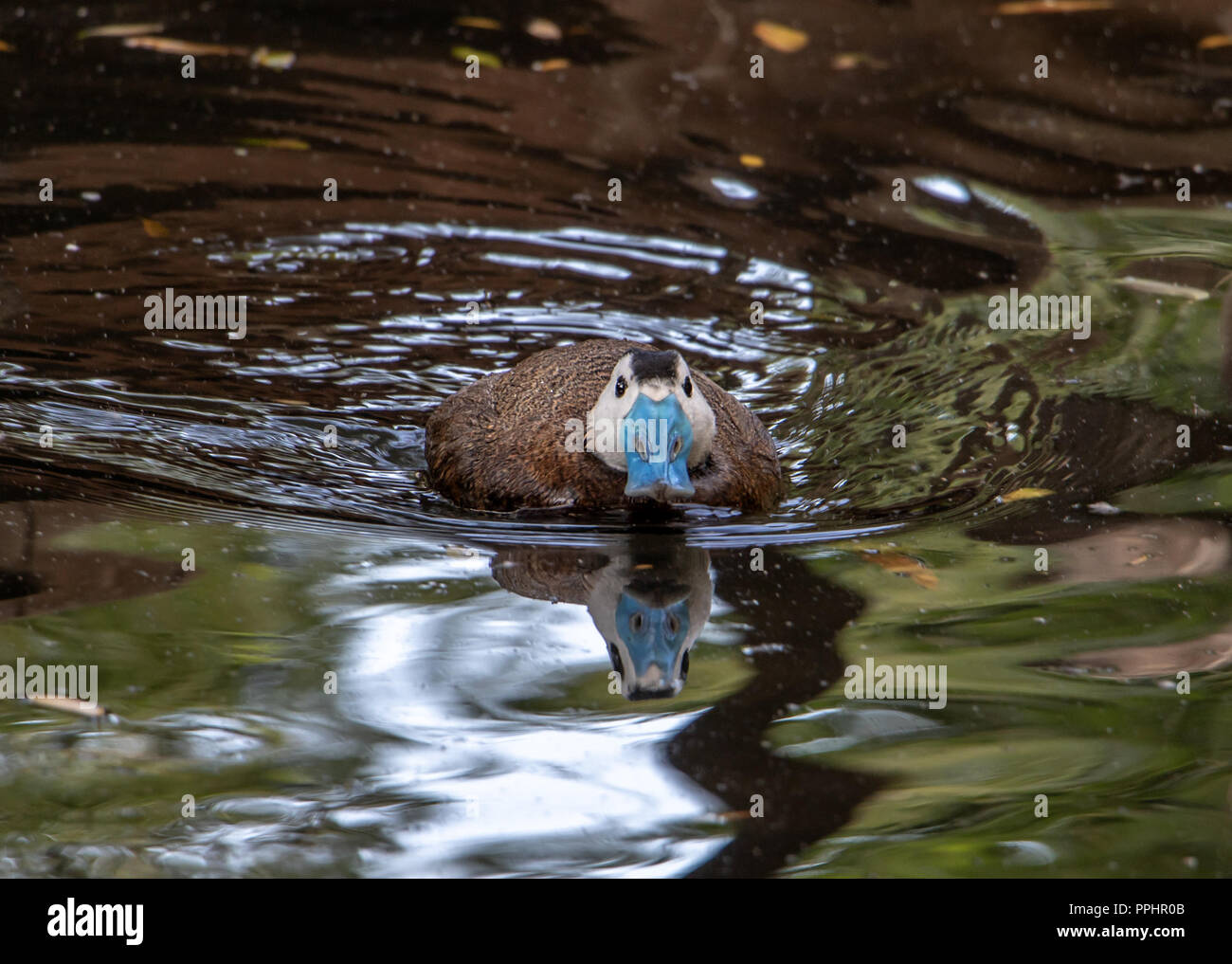 L'érismature à tête blanche (Oxyura leucocephala) nager sur l'eau. Banque D'Images