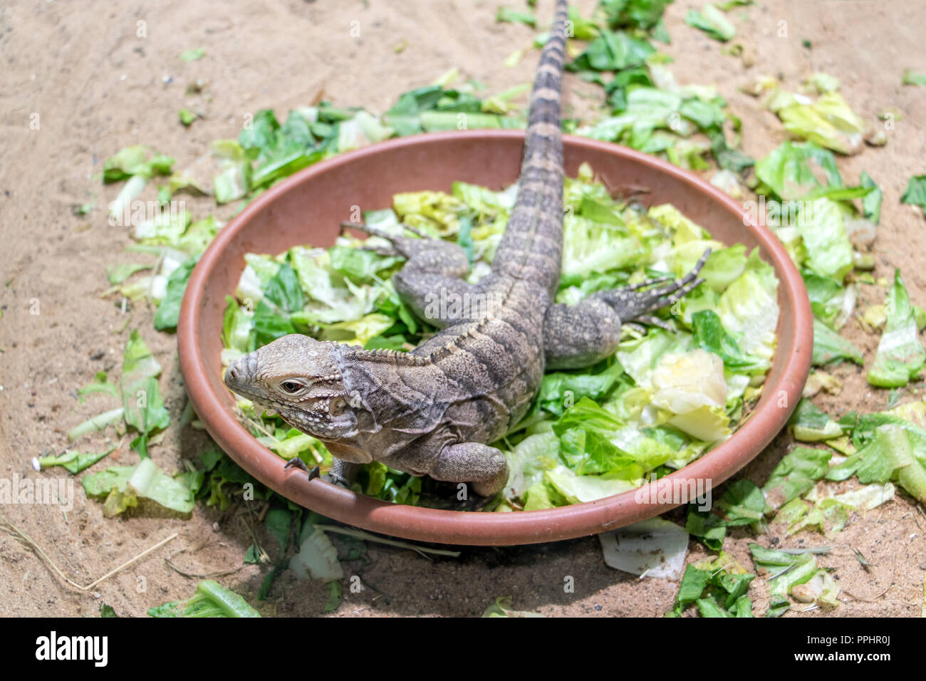 Iguane cubain - Cyclura nubila dans un bol de feuilles fraîches. Banque D'Images