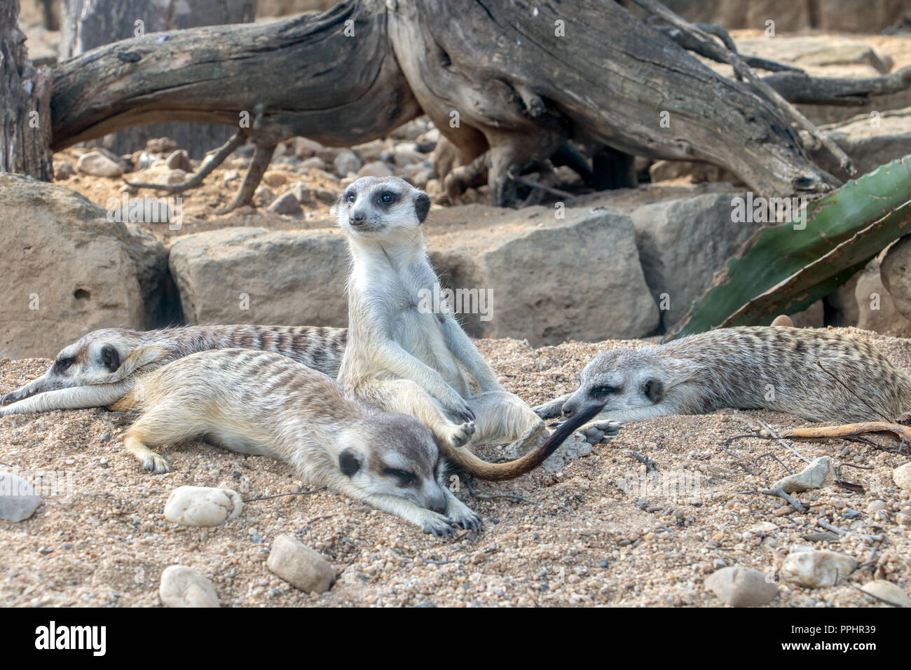 Une famille de Meerkat également connu sous le nom de Suricate (Suricata suricatta) vous détendre sur le sable. Banque D'Images