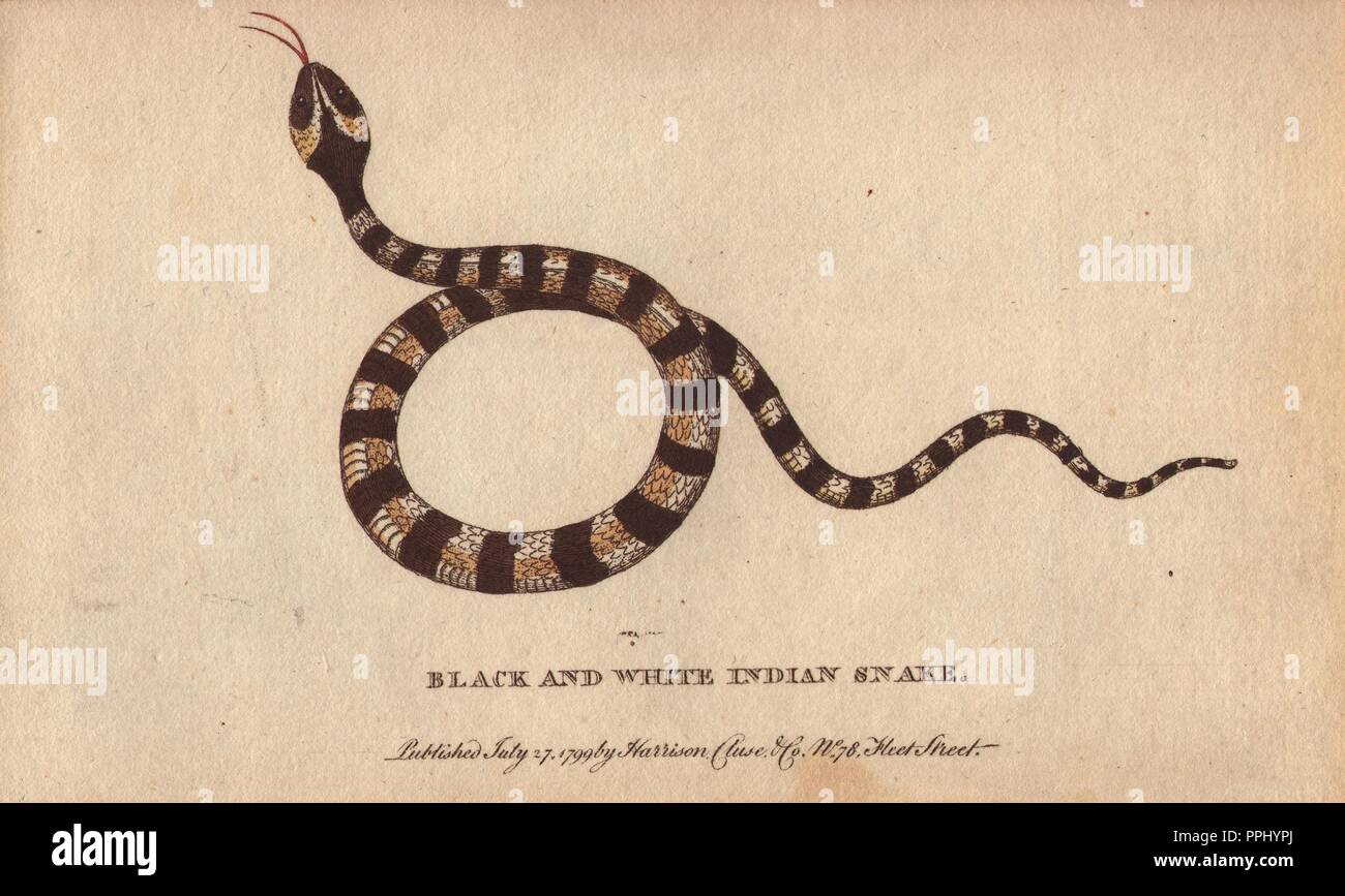Serpent indien noir et blanc. . 'Ce serpent, George Edwards nous informe, par lequel elle les Indes orientales. Il a été la propriété de M. Sclater, un pharmacien à Londres, qui avait été contraint à l'utilisation de ce et d'autres serpents indien, conservé dans les esprits de vin.'. . Coloriée à la gravure sur cuivre à partir de 'Le Naturalist's Pocket Magazine ; ou, de l'armoire complète Curiosités et beautés de la Nature" (17981802) publié par Harrison, Londres. Banque D'Images