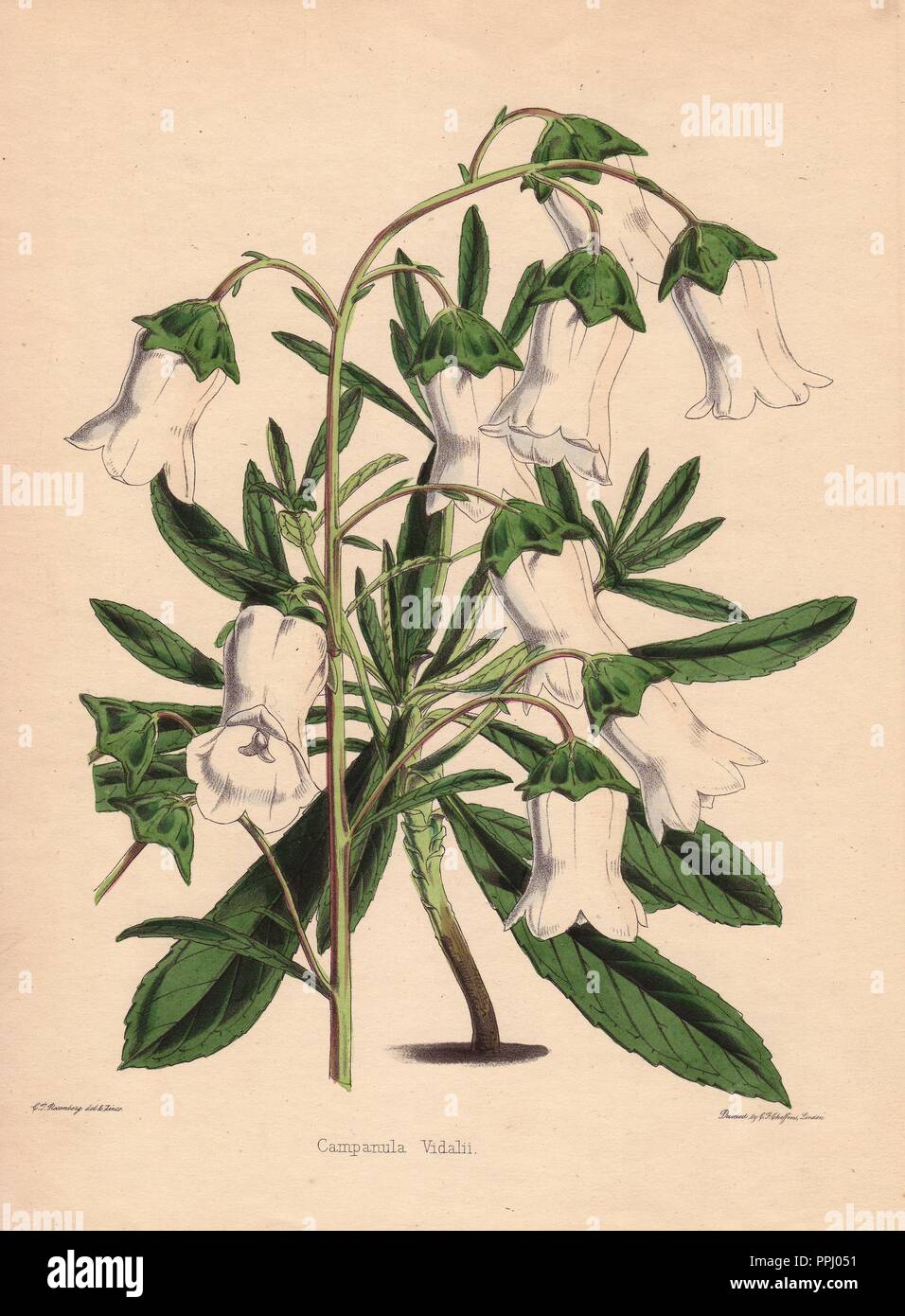 Bellflower Campanula vidalii blanc. Zincographed et dessiné par C. T. Rosenberg, pour Thomas Moore's 'Le Jardin de compagnie et les fleuristes, Guide, 1852' publié par Charles Frederick Cheffins.. . C.T. Rosenberg a attiré et gravé de nombreuses plantes pour Moore's 'The Gardener's Magazine de Botanique' et W.J. Hooker's 'Curtis's Botanical Magazine' au milieu du 19e siècle. Moore (1821-1887) a été le conservateur du jardin botanique, Chelsea, à partir de 1847 jusqu'à sa mort. Banque D'Images