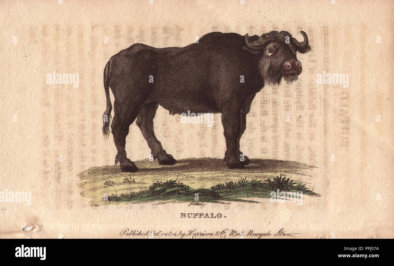 Buffalo. . Bos bubalus. . Coloriée à la gravure sur cuivre à partir de 'Le Naturalist's Pocket Magazine ; ou, de l'armoire complète Curiosités et beautés de la Nature" (17981802) publié par Harrison, Londres. Banque D'Images