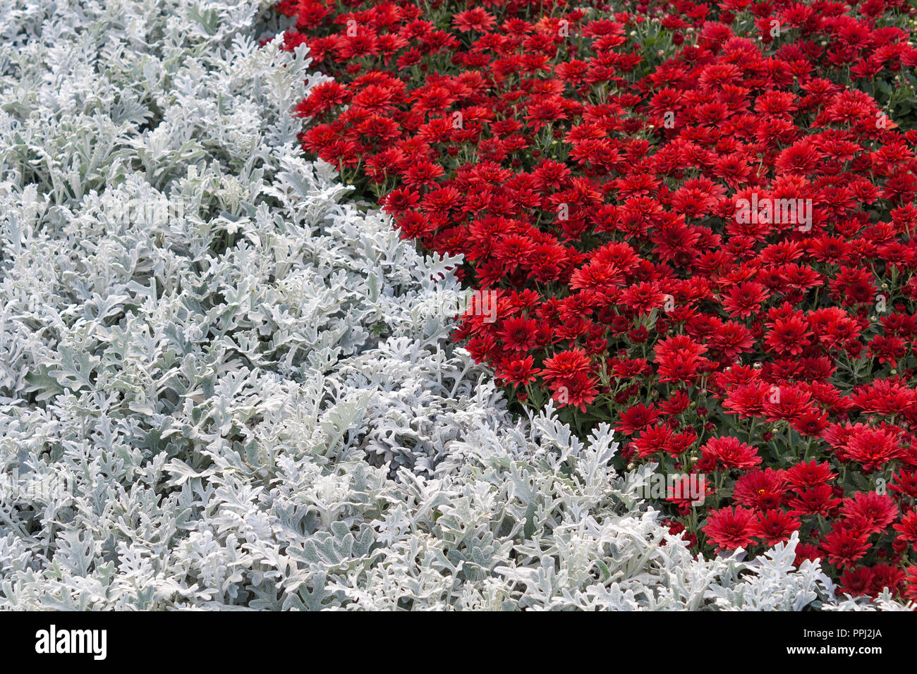 Fleurs rouge et blanc de feuilles. Banque D'Images