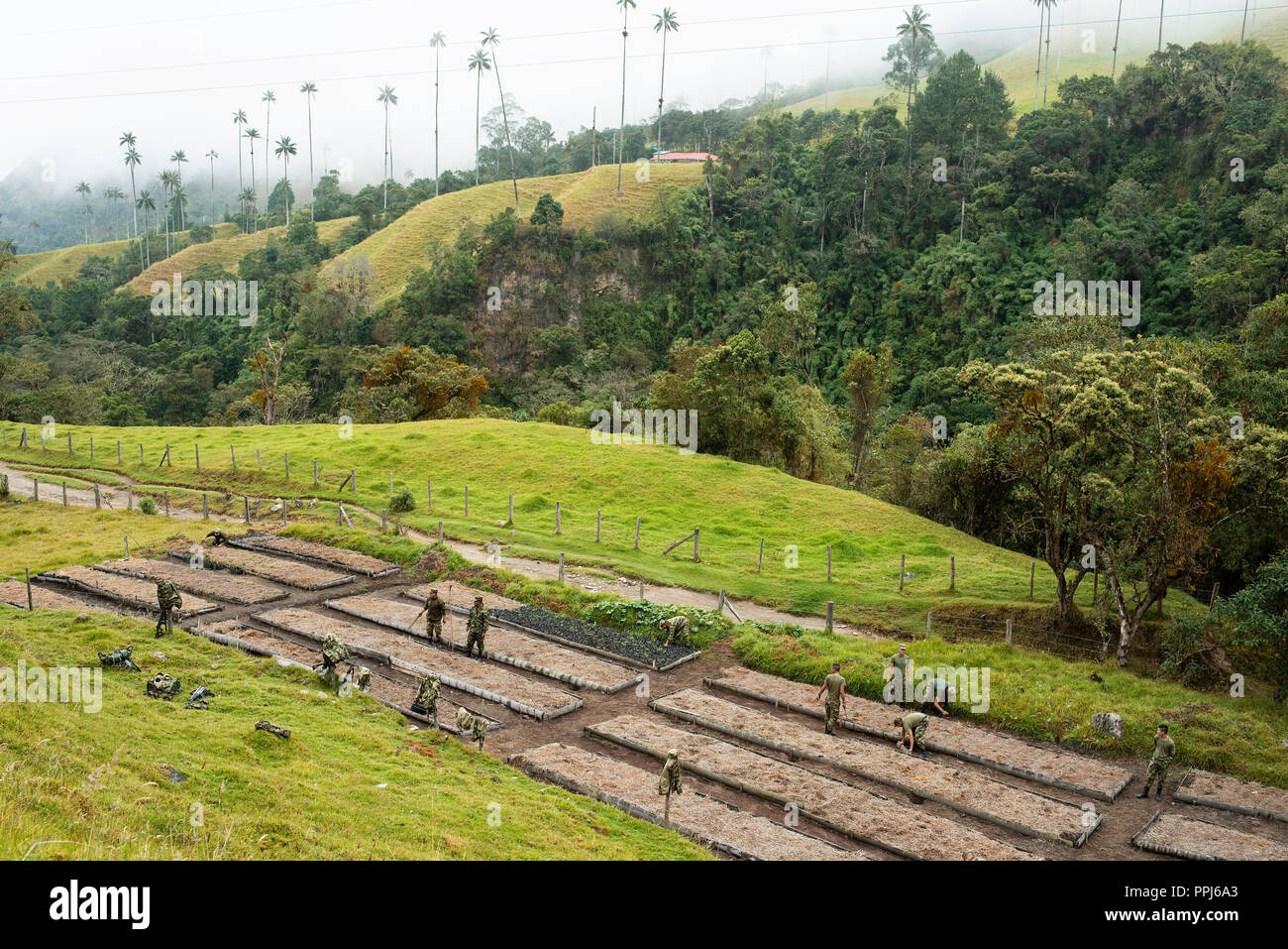 10/10 Reportage photos : la vue complète avec les militaires en action. L'Armée nationale travaillant sur la plantation de palmiers de cire dans la vallée de Cocora, Colombie. 13 Sep 2018 Banque D'Images