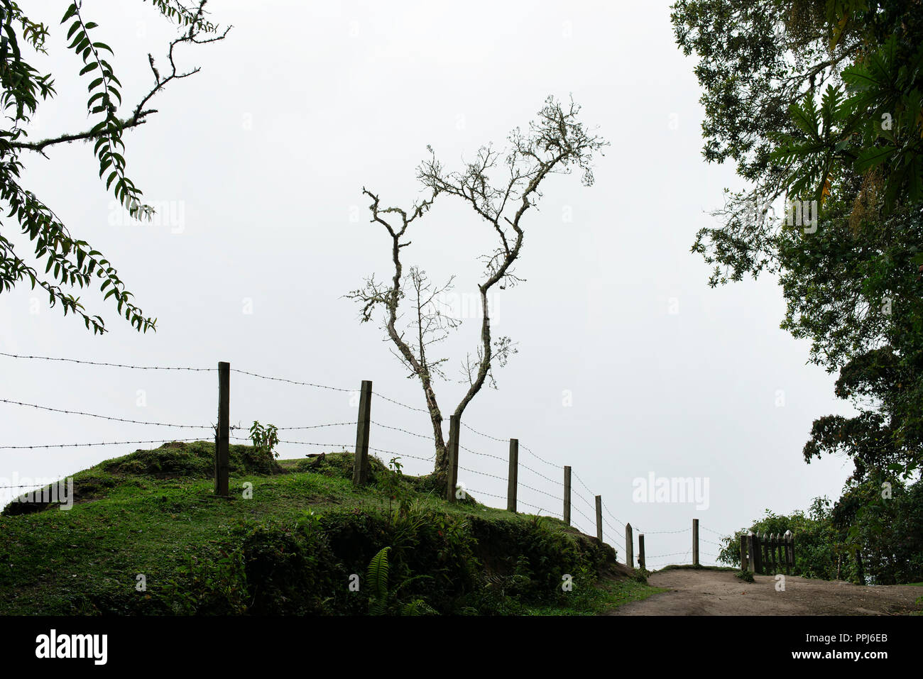 Silhouette d'un arbre le long de la piste des visiteurs dans la vallée de Cocora nuageux, en Colombie. Sep 2018 Banque D'Images